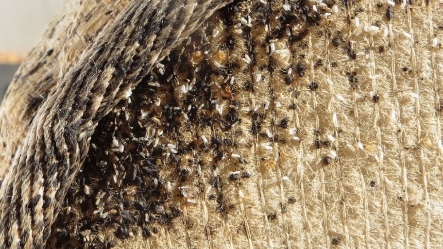 Bed bug