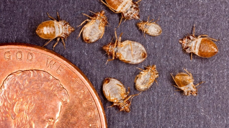 New York Bed Bug Inspection