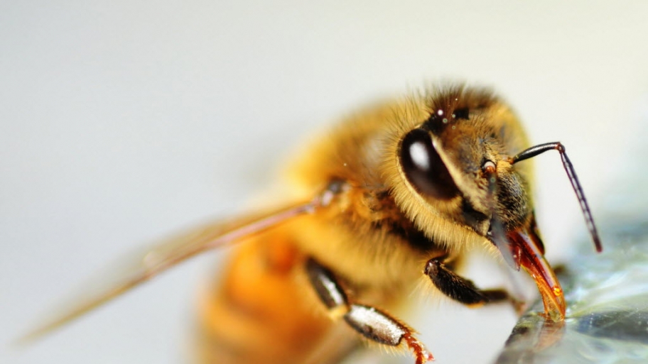 Honey bee