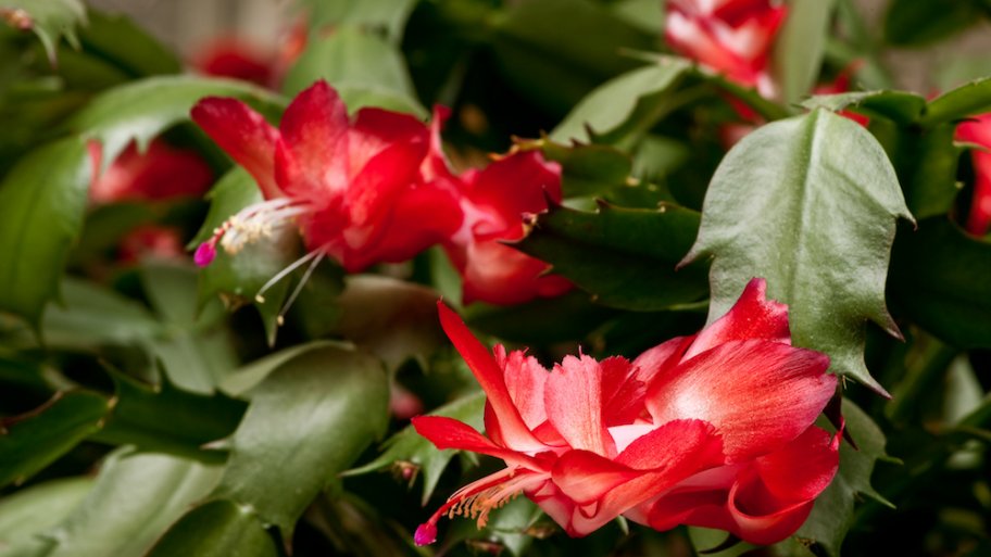 Cactus with blooms