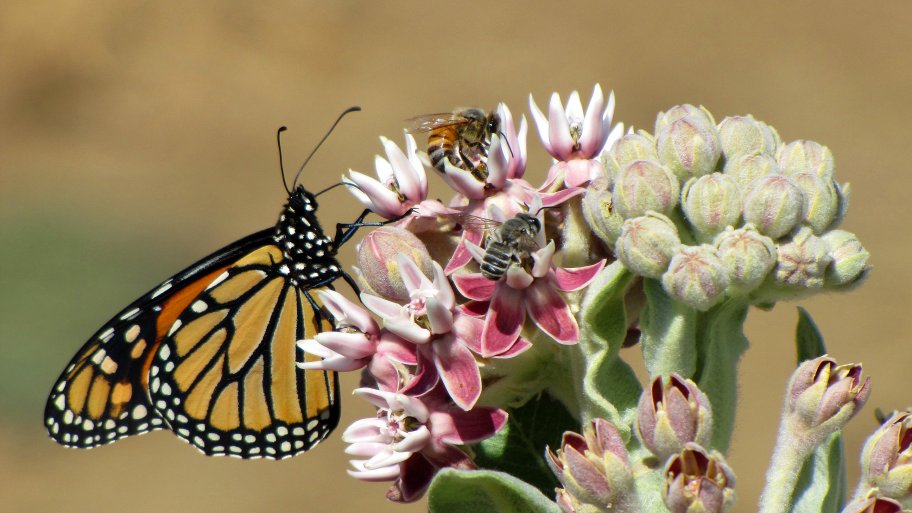 butterfly and bees pollinate flower