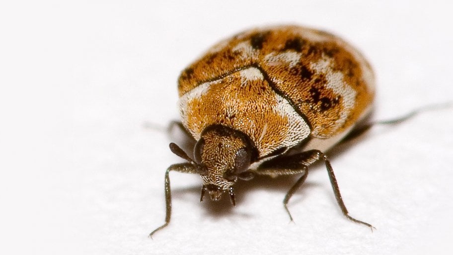 What Type of Damage Do Carpet Beetles Cause? Angie's List