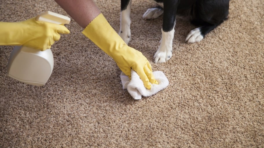 cleaner wearing gloves cleaning pet stain on carpet