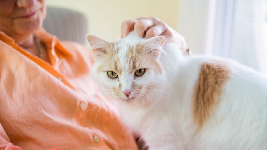 adult cat in woman's lap