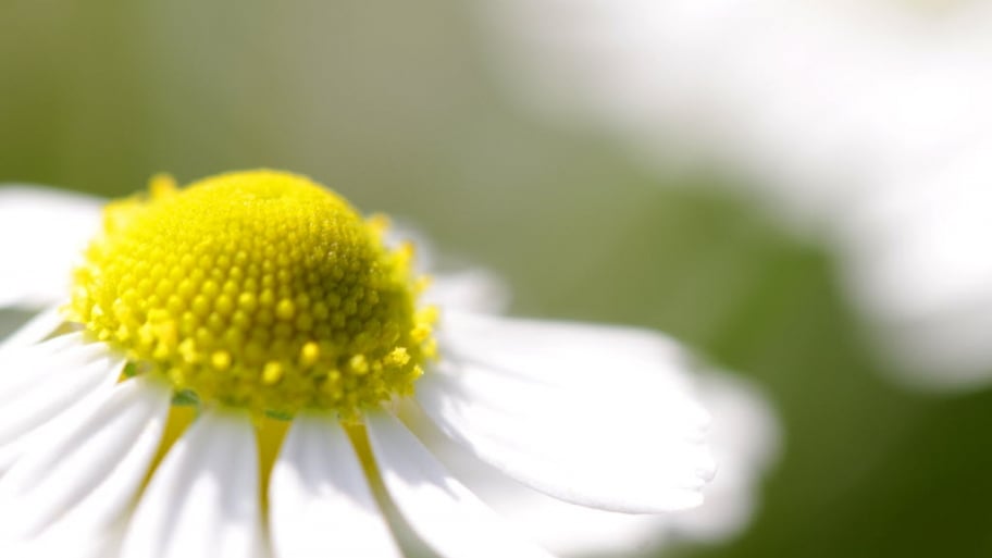 3 Pet Friendly Plants That Keep Pests Away Angie S List 3 Pet Friendly Plants That Keep Pests Away