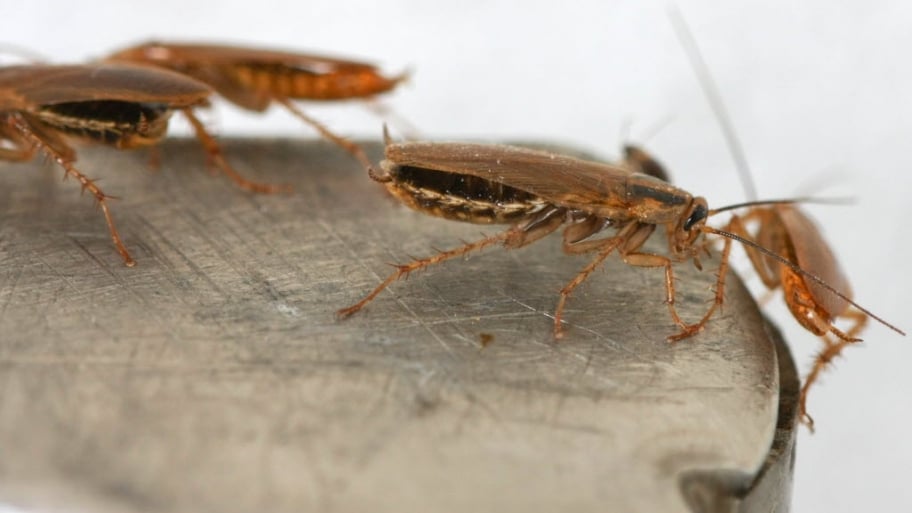 Worst Pest Infestations: 5 Exterminators Tell Tales ...