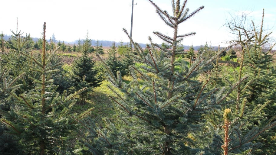 Colorado blue spruce tree