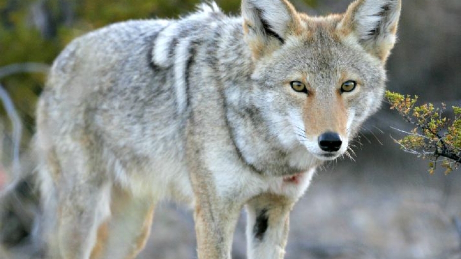 coyote