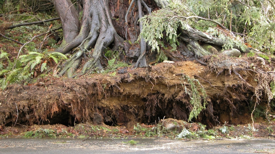 storm damaged tree with severed roots