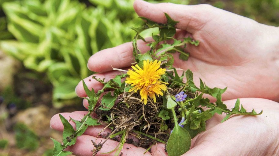 dandelion in lady's hands