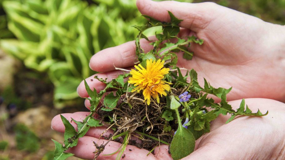 hands holding picked dandelion plant
