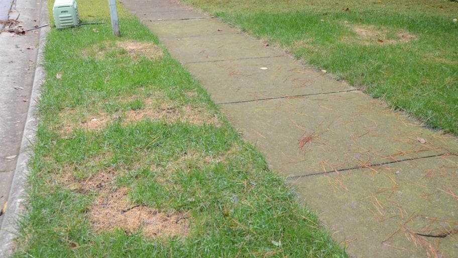 dead spots on lawn from over-fertilization