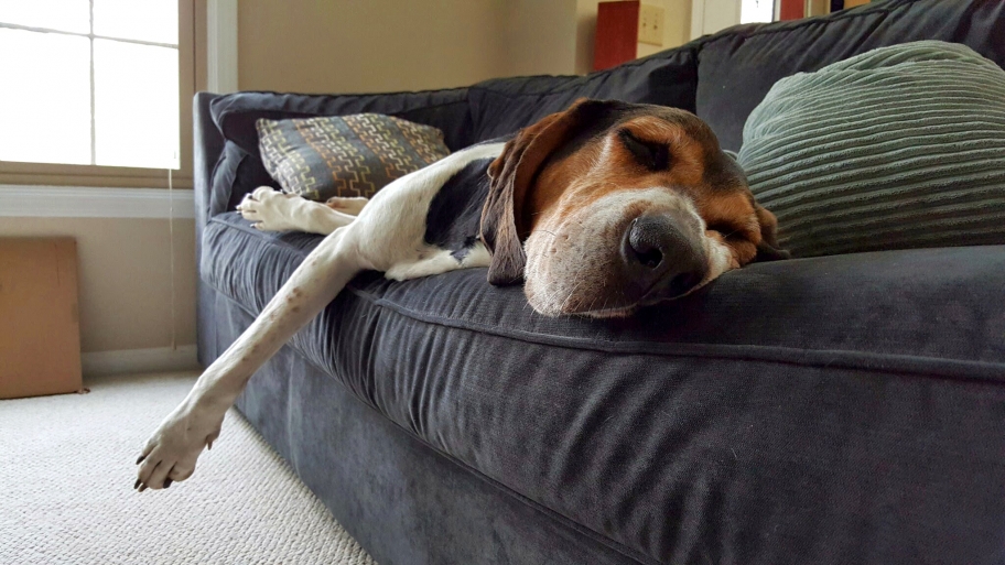 If your pet has an accident on your furniture upholstery, a DIY approach could cause the stain — and the smell — to spread. (Photo by Meranda Adams)