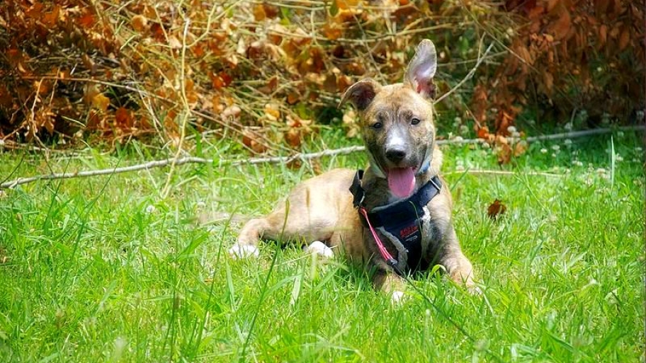 dog on lawn