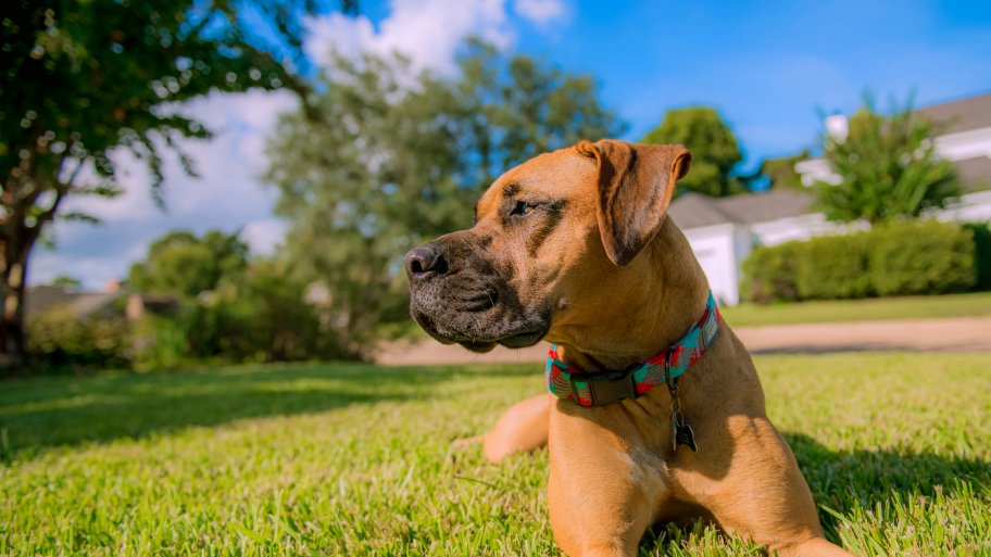dog in grass