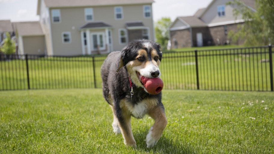 How to Design a DogFriendly Yard Angie's List
