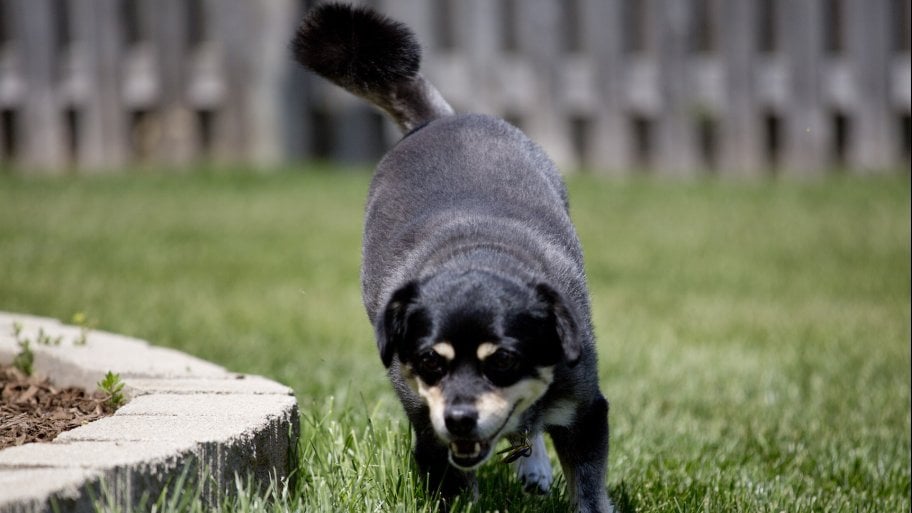 dog in yard