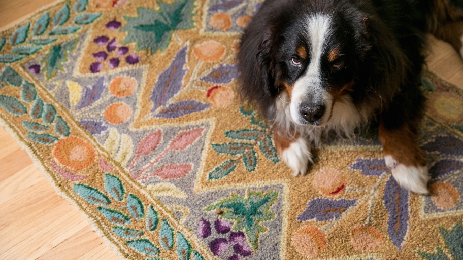 dog sitting on a rug