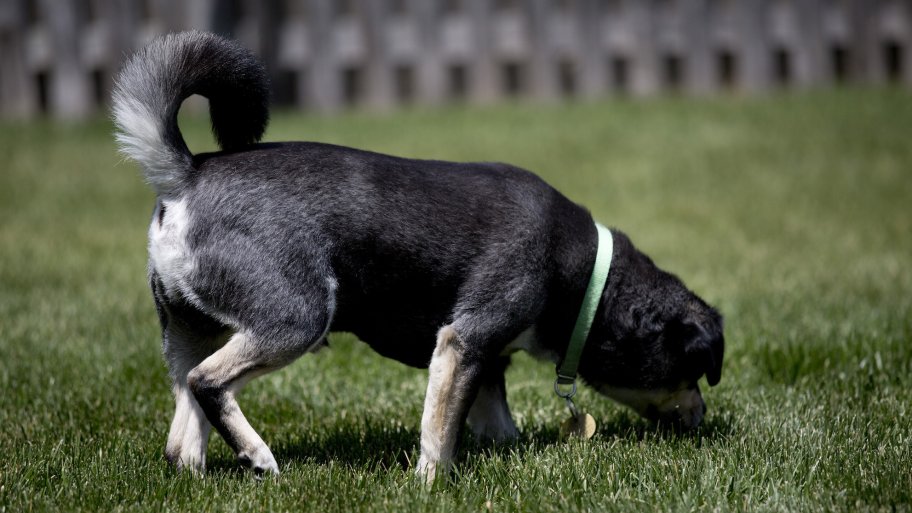 Dog Urine Killing Grass? Try These Solutions Angie's List