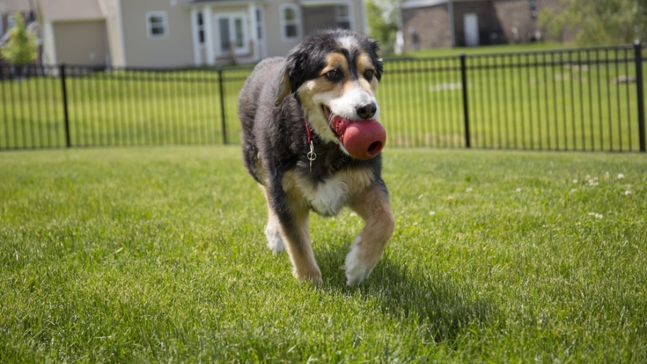 Dog with toy