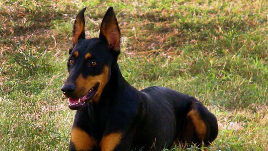 Dog Owners Find Homeowners Insurance Limiting Angie S List Doberman Pinscher Some Homeowners Insurance Companies Deny Dog