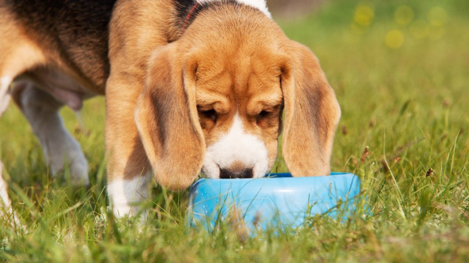 bichon frise bad breath