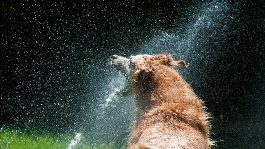 dog with irrigation stream