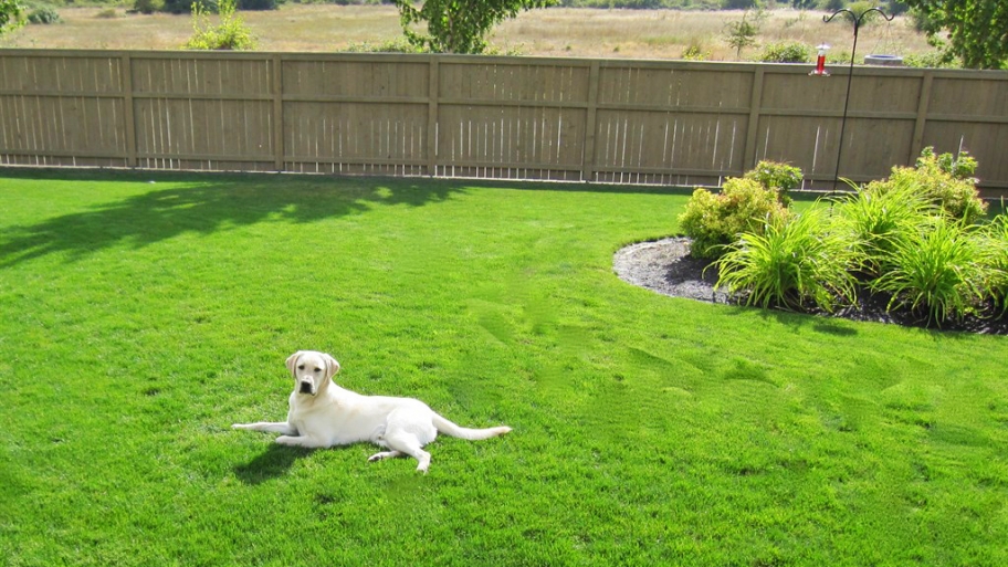 Lawn Treatment Synthetic or Organic? Angie's List