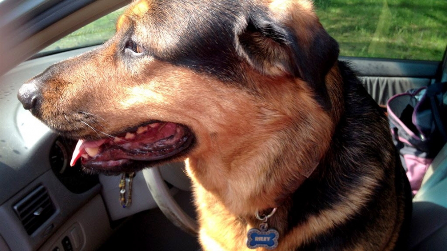 Dog looking out a car window