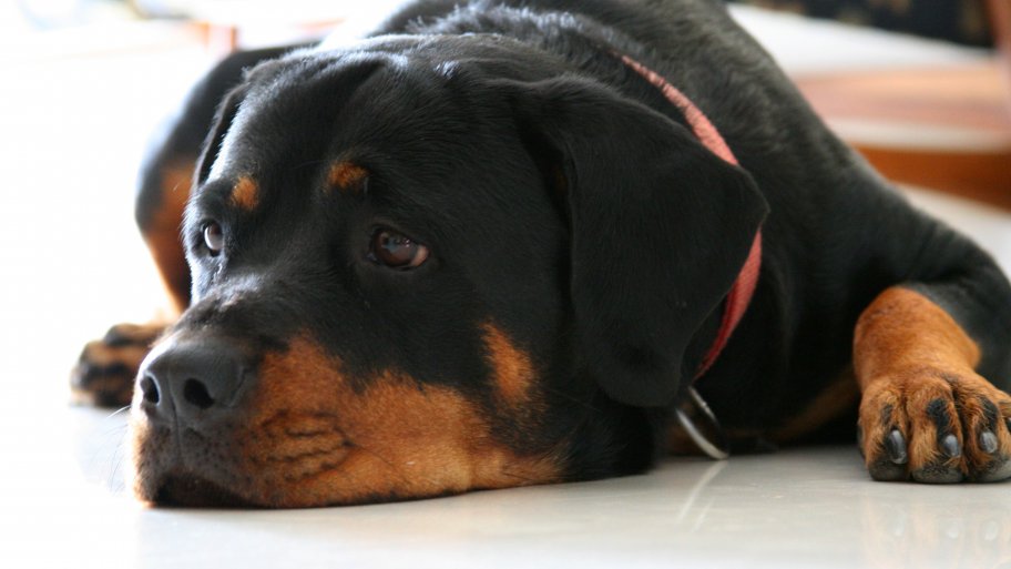 Dog Owners Find Homeowners Insurance Limiting Angie S List Insurance Companies Commonly Deny Coverage For Rottweilers Photo Courtesy Of Amish Patel