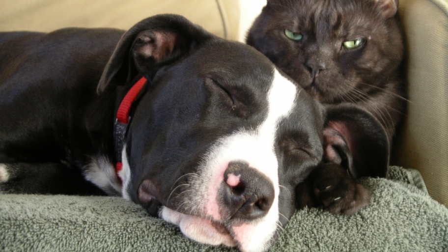dog and cat on couch