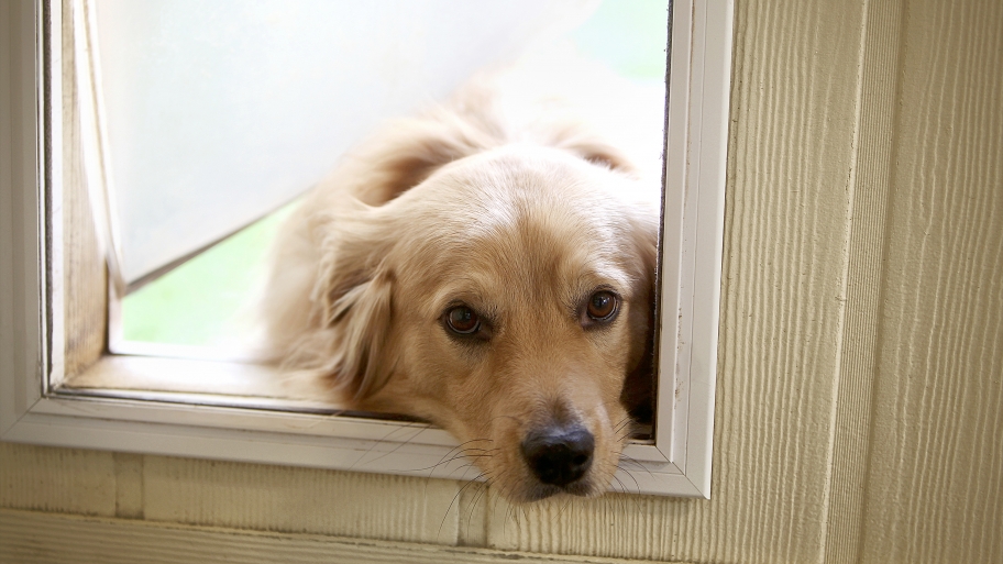 Tips on How to Find the Best Dog House for Your Dog Top Animal Care Blog