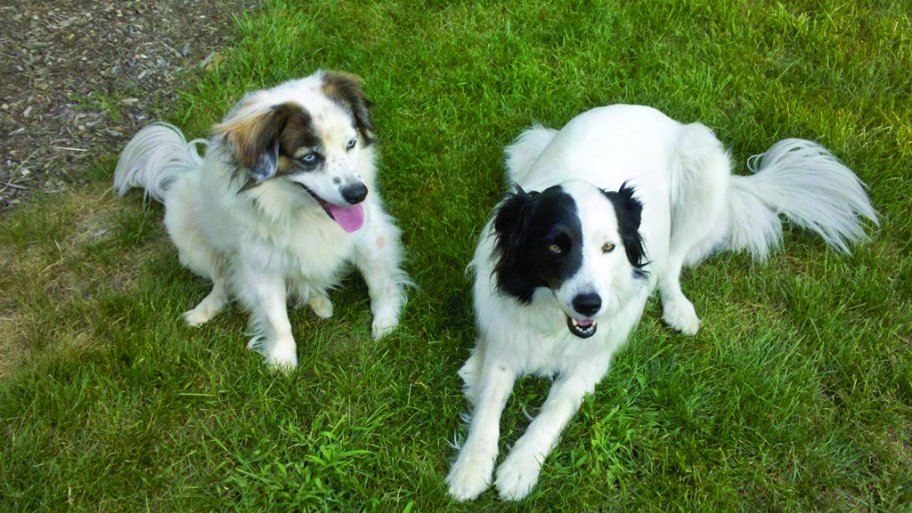 dogs in grass