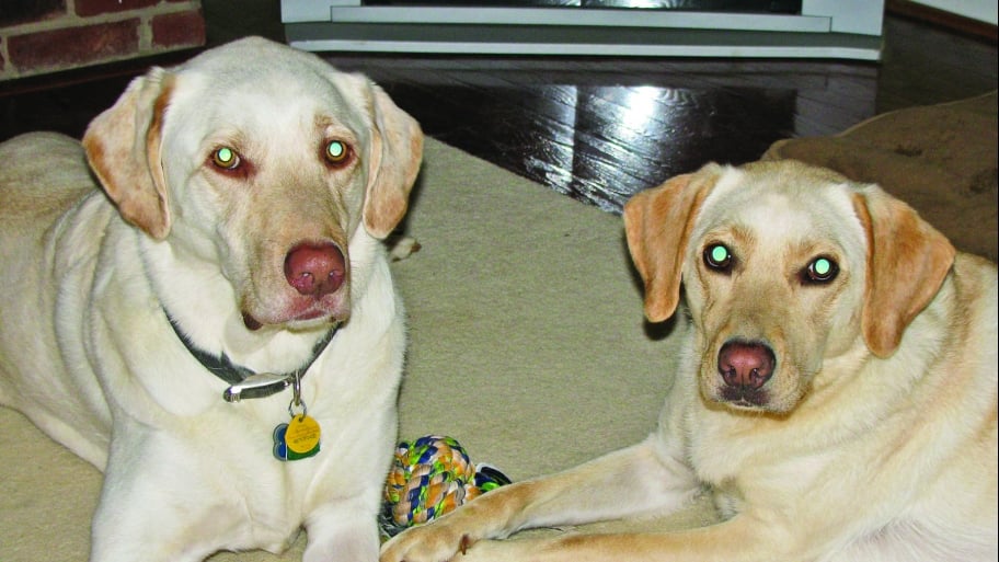 two yellow labs with a toy