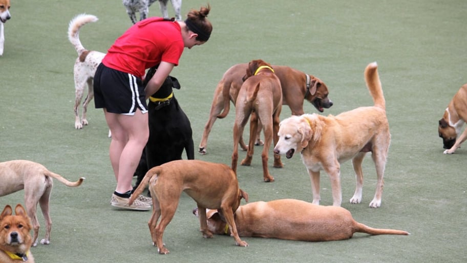dogs at daycare