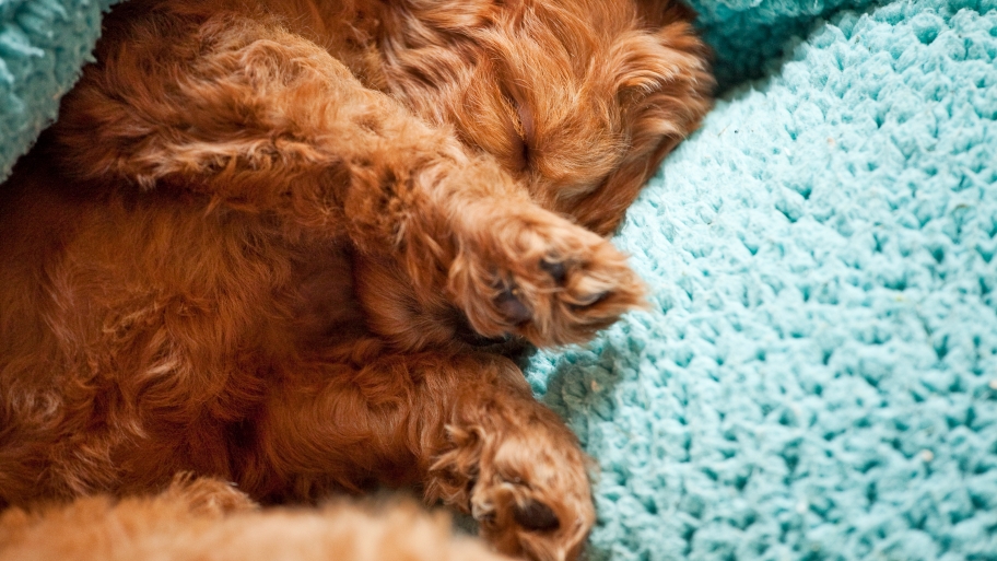 private pet sitters near me