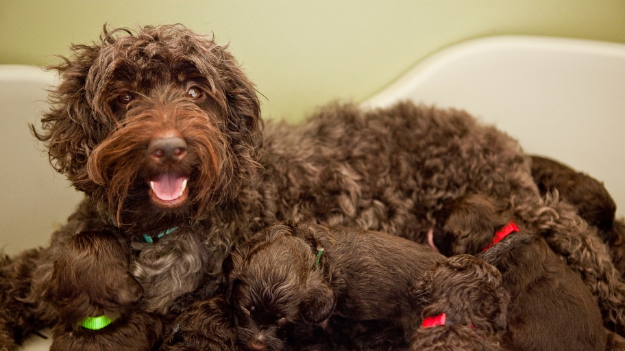 noble vestal labradoodles