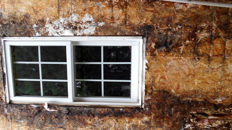 Dry rot near a window
