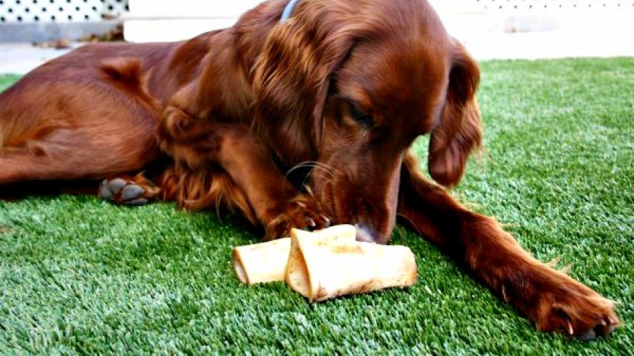 dog on artificial grass