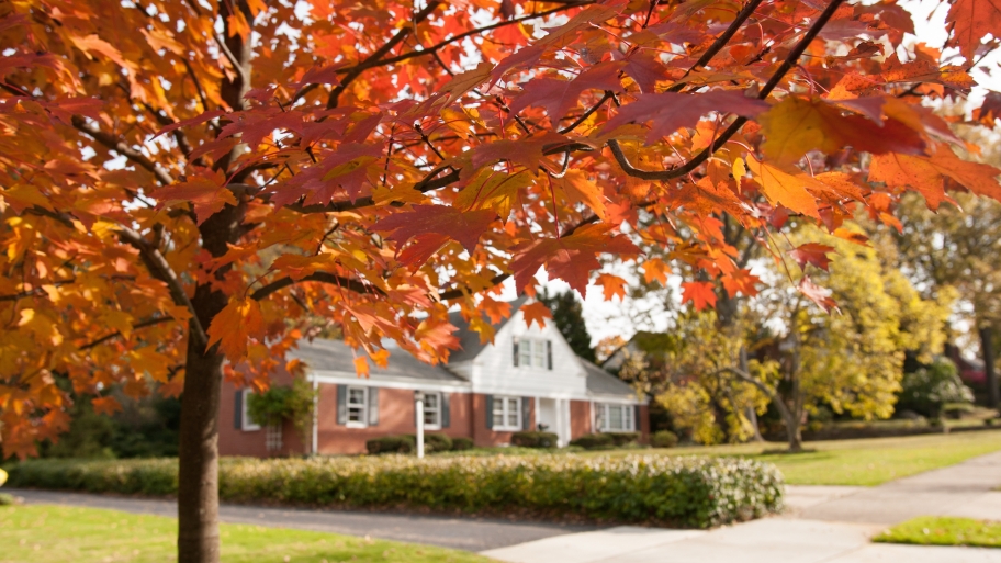 orange fall leaves
