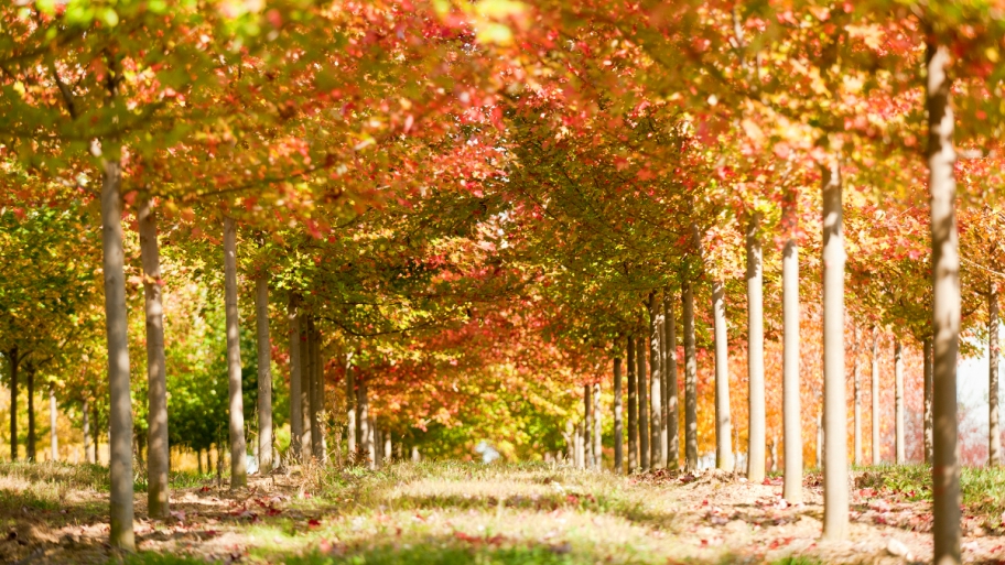 Plant Trees in the Fall | Angie's List