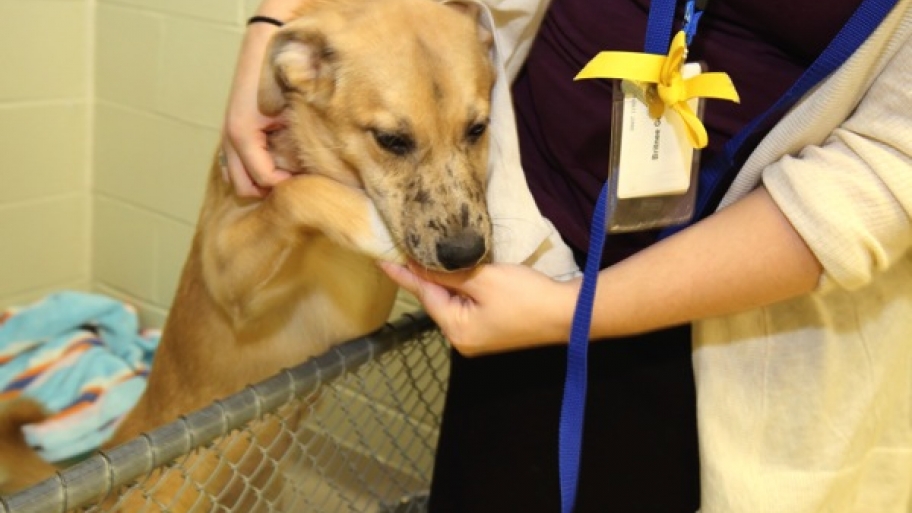 indianapolis humane society dogs pet foster families play important angie s list indianapolis humane society dogs pet foster families play important angie s list