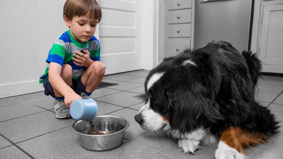 boy feeds dog