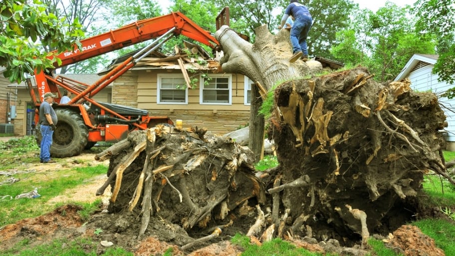 Tree Cutting Service Charlotte Nc