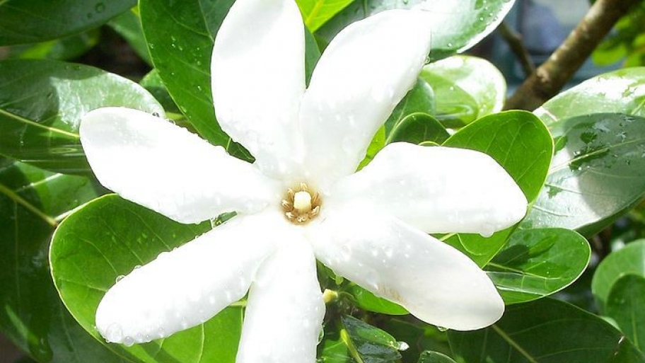Gardenias Are a Fragrant, LowMaintenance Garden Choice Angie's List