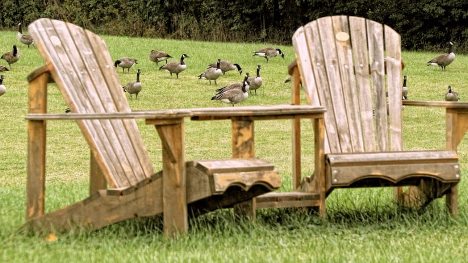 Geese
