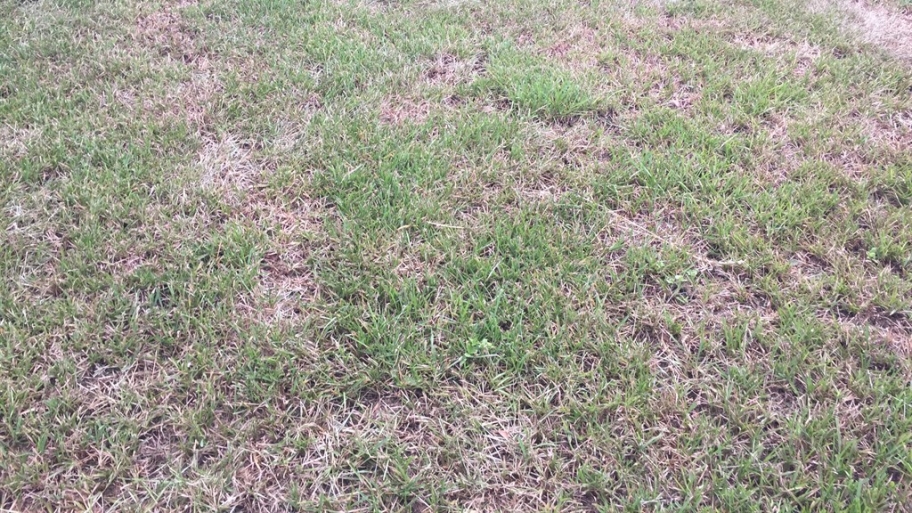 Stop Killing Your Gr 5 Tips Lawn Wants You To Follow Stop Killing Your Gr 5 Tips Lawn Wants You To Follow