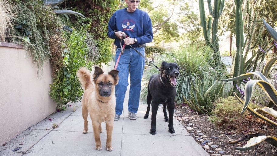 How to Find a Trustworthy Dog Walker Angie's List