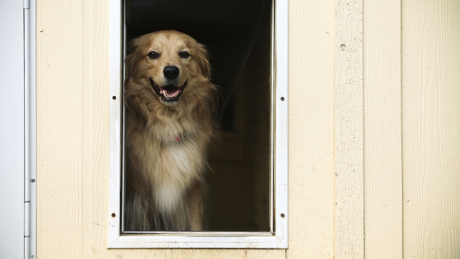 Installing Pet Doors? Hire a Handyman Angie's List