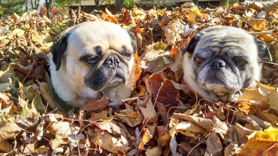 pug itching constantly why won t my stop itching angie s list pug itching constantly why won t my stop itching angie s list